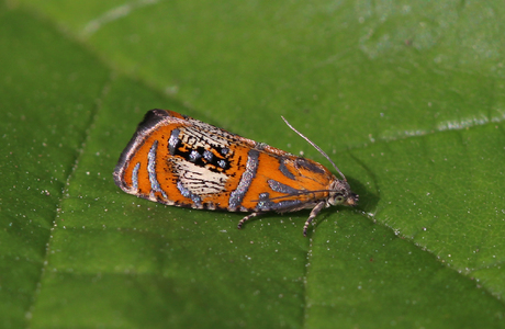 Silberstreifenwickler (Olethreutes arcuella) - © Leo Kuzmits